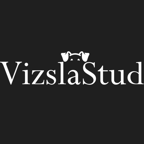 Vizsla Stud Dog