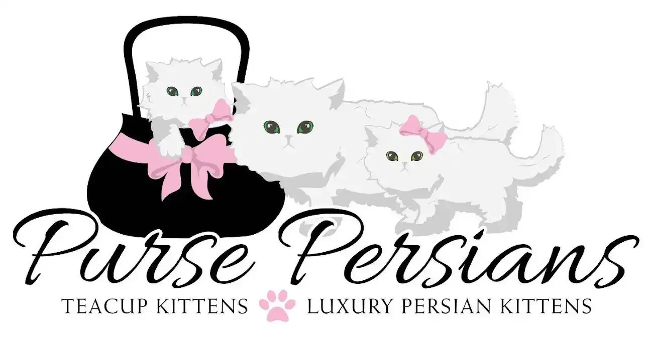 Purse Persians Kittens